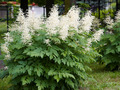 Aruncus dioicus IMG_1380 Parzydło leśne